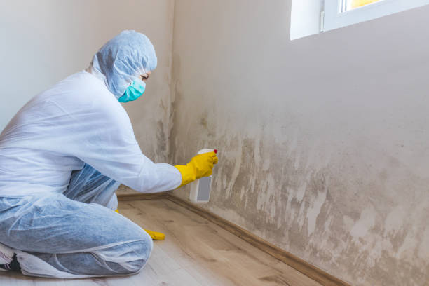 Licensed Mold Inspection service in Lakeland, FL - WQB Mold Removal